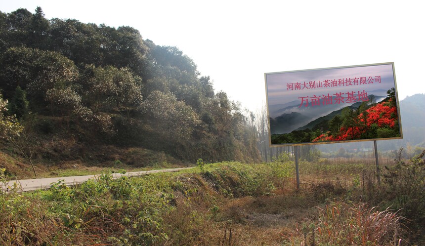 油茶基地(dì).jpg